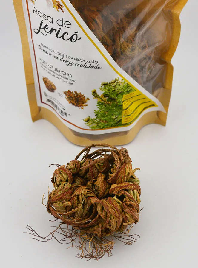 Rose of Jericho 10g - Resurrection Plant (pic 2)