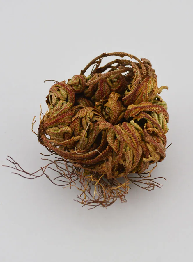Rose of Jericho 10g - Resurrection Plant (pic 3)