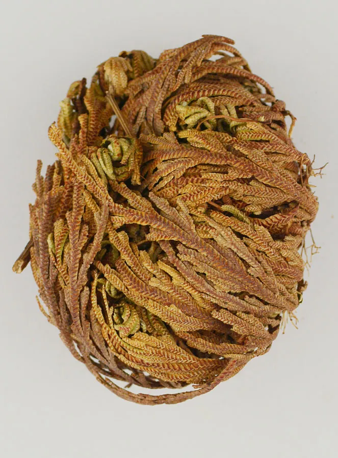 Rose of Jericho 20g - Resurrection Plant (pic 1)