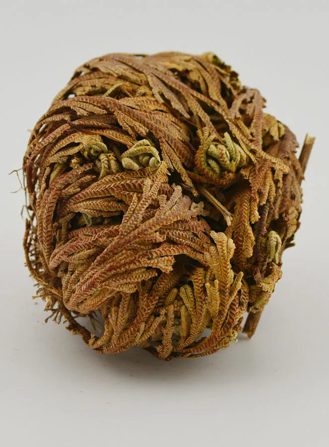Rose of Jericho 20g - Resurrection Plant (pic 2)