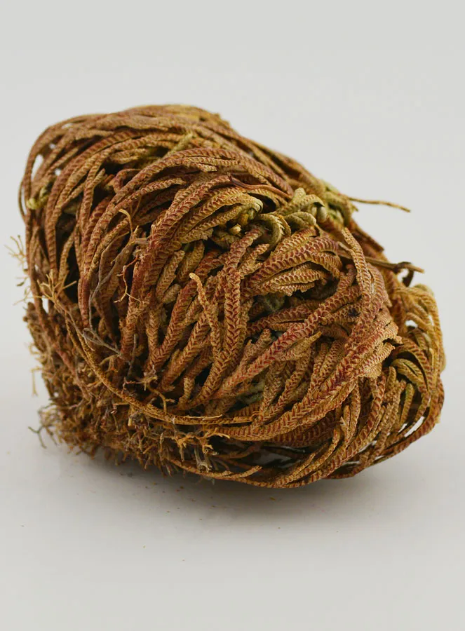Rose of Jericho 20g - Resurrection Plant (pic 3)