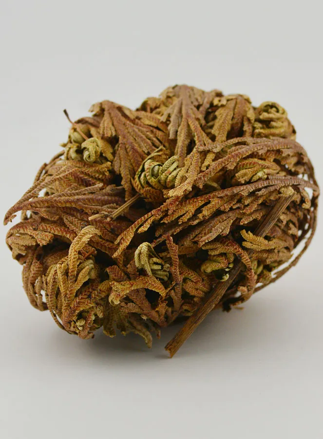 Rose of Jericho 20g - Resurrection Plant (pic 4)