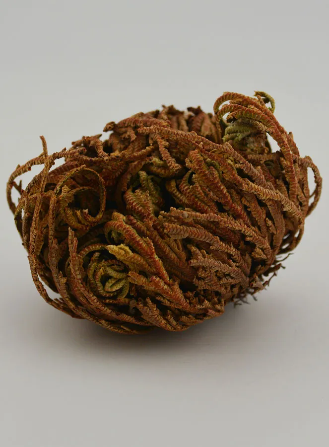 Rose of Jericho 10g (pic 2)