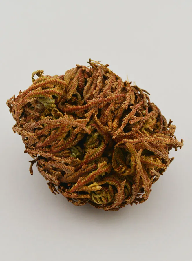 Rose of Jericho 10g (pic 3)