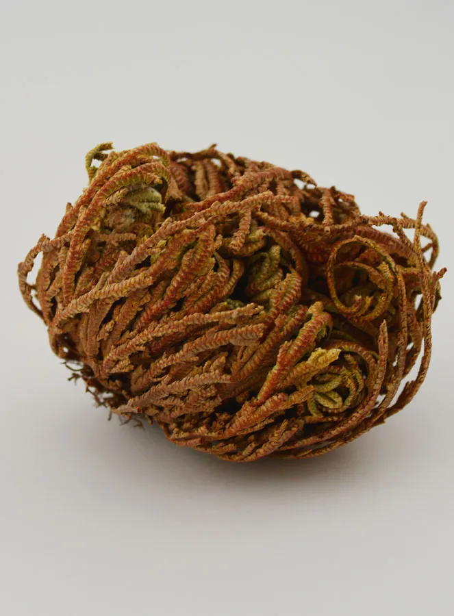 Rose of Jericho 10g (pic 4)