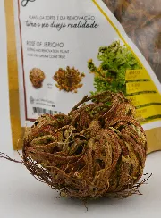 Rose of Jericho 10g - Resurrection Plant
