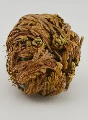 Rose of Jericho 20g - Resurrection Plant