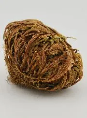 Rose of Jericho 20g - Resurrection Plant