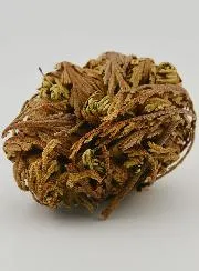 Rose of Jericho 20g - Resurrection Plant
