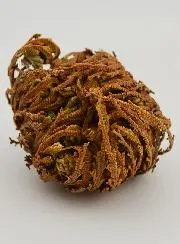 Rose of Jericho 10g