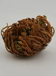 Rose of Jericho 10g